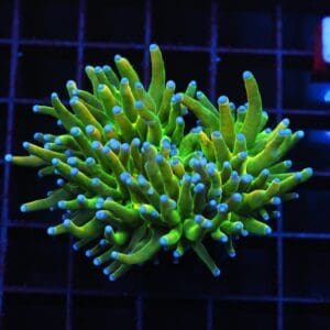 D38 - MALAYSIAN TORCH GREEN GRAIL 1 HEAD