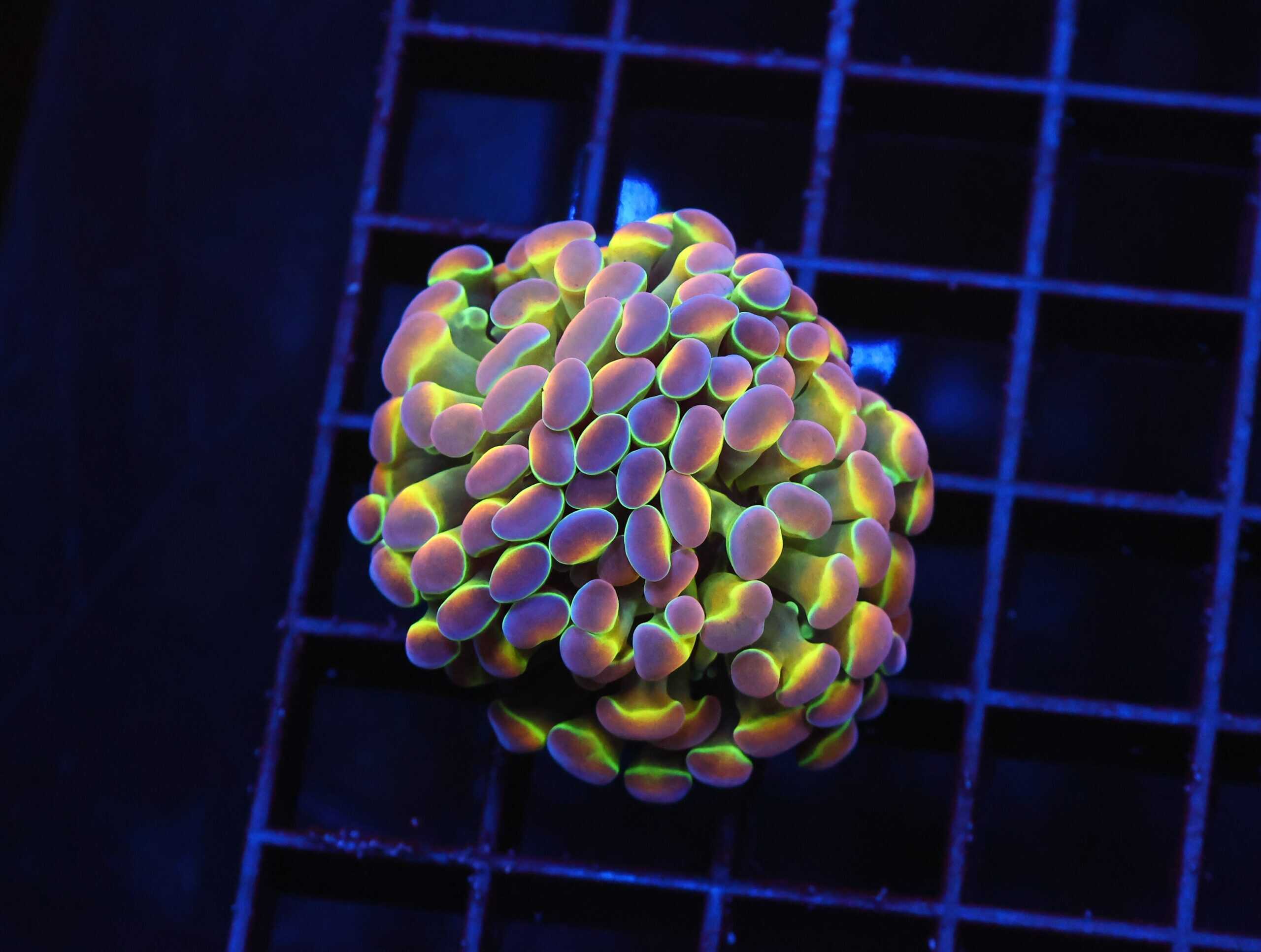 D40 - INDO HAMMER BRANCH TRUE HOLOGRAM 2 HEAD