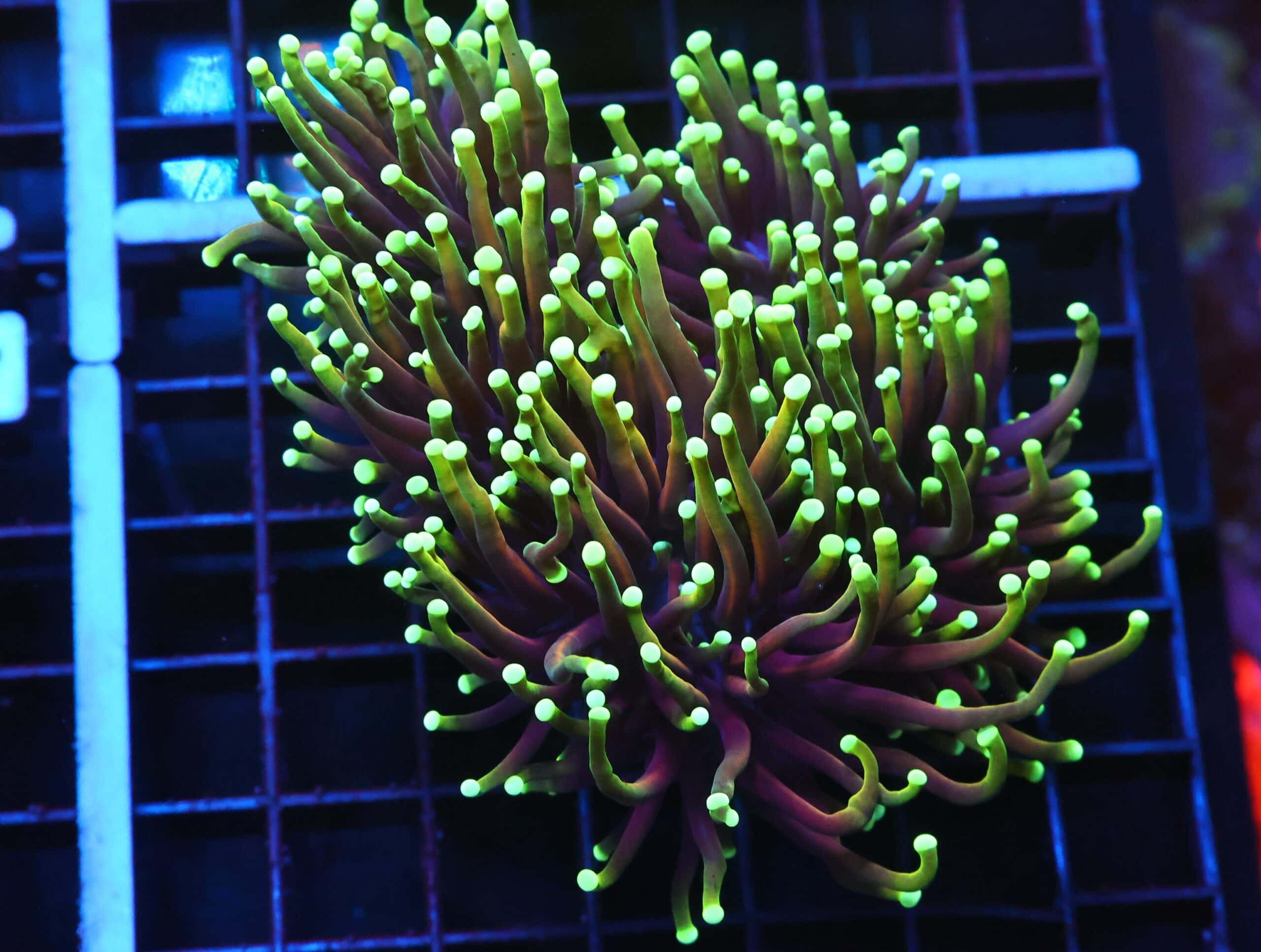 D41 - INDO TORCH DRAGON SOUL 5 HEAD