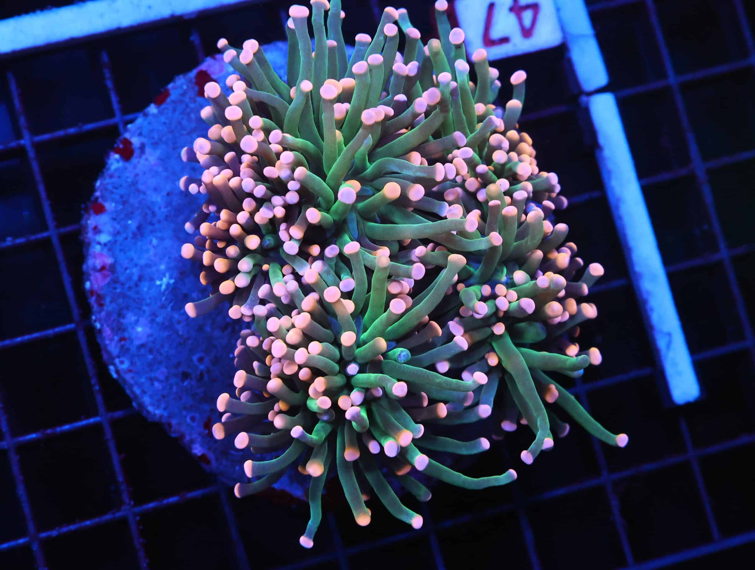 D47 - INDO TORCH COTTON CANDY 4 HEAD