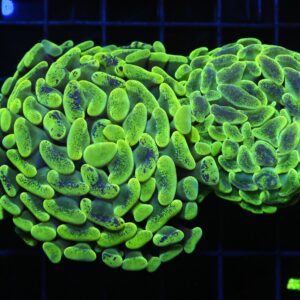 D46 - AUSSIE HAMMER THICK BRANCH NEON GREEN 2 HEAD