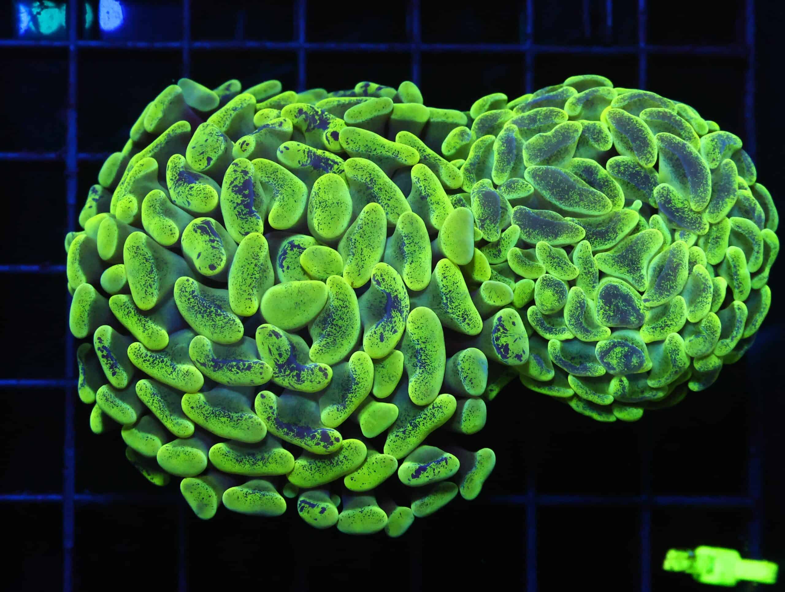 D46 - AUSSIE HAMMER THICK BRANCH NEON GREEN 2 HEAD