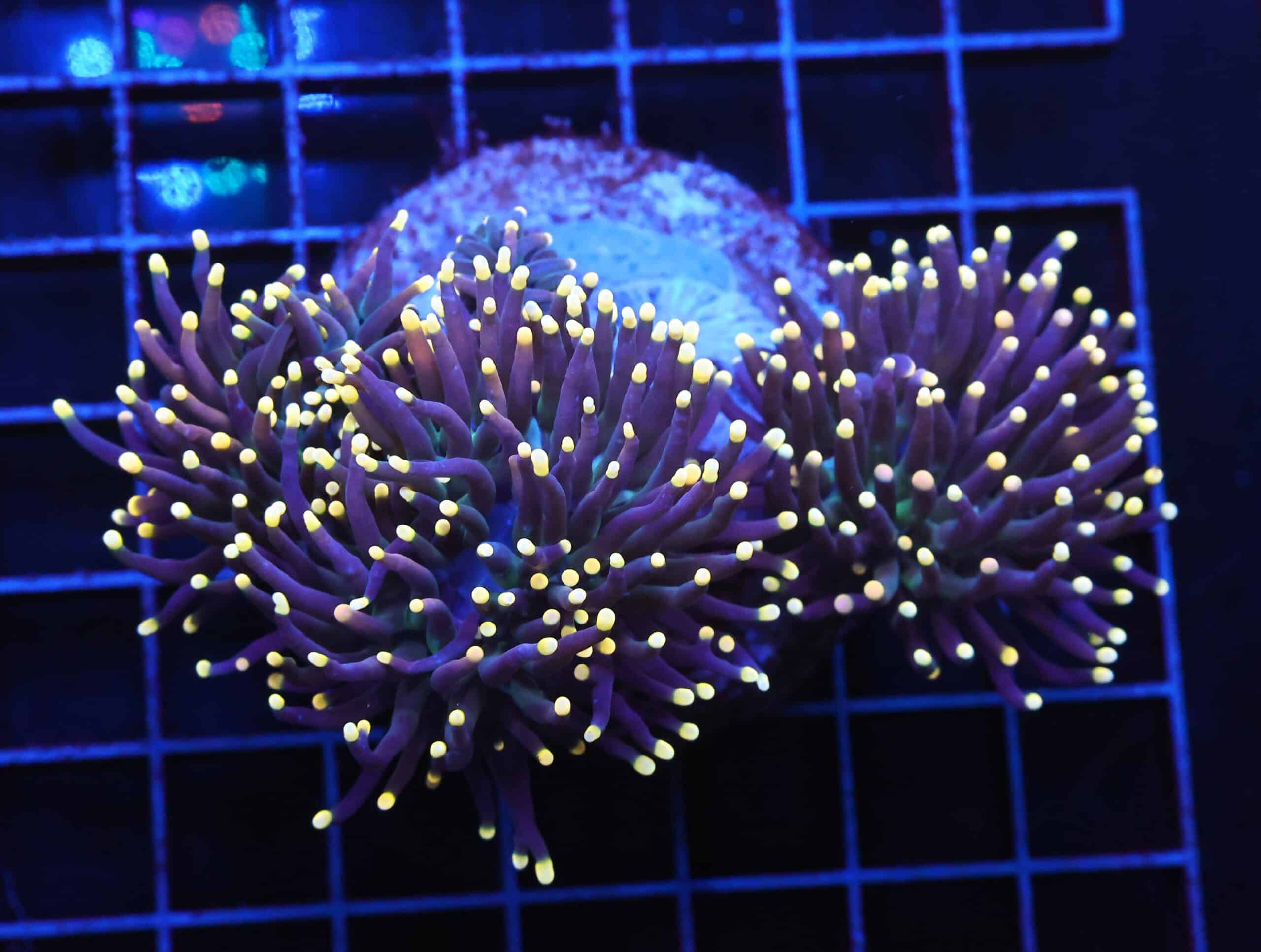 D55 - INDO TORCH BLACK LIGHT 4 HEAD