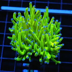 D61 - MALAYSIAN TORCH GREEN GRAIL 1 HEAD