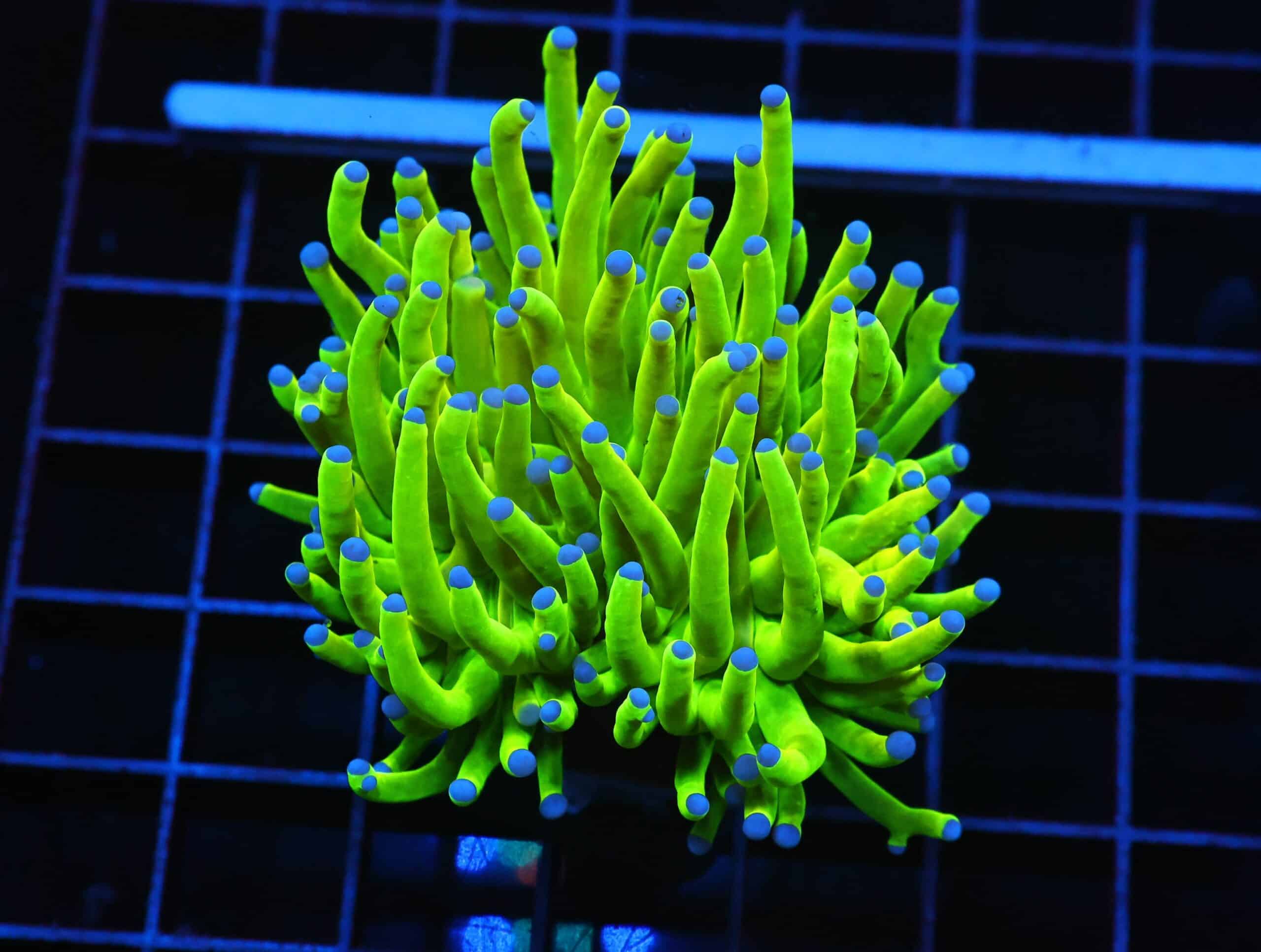 D61 - MALAYSIAN TORCH GREEN GRAIL 1 HEAD