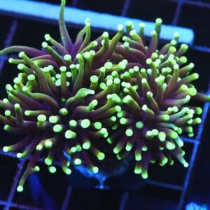 D65 - INDO TORCH DRAGON SOUL 3 HEAD