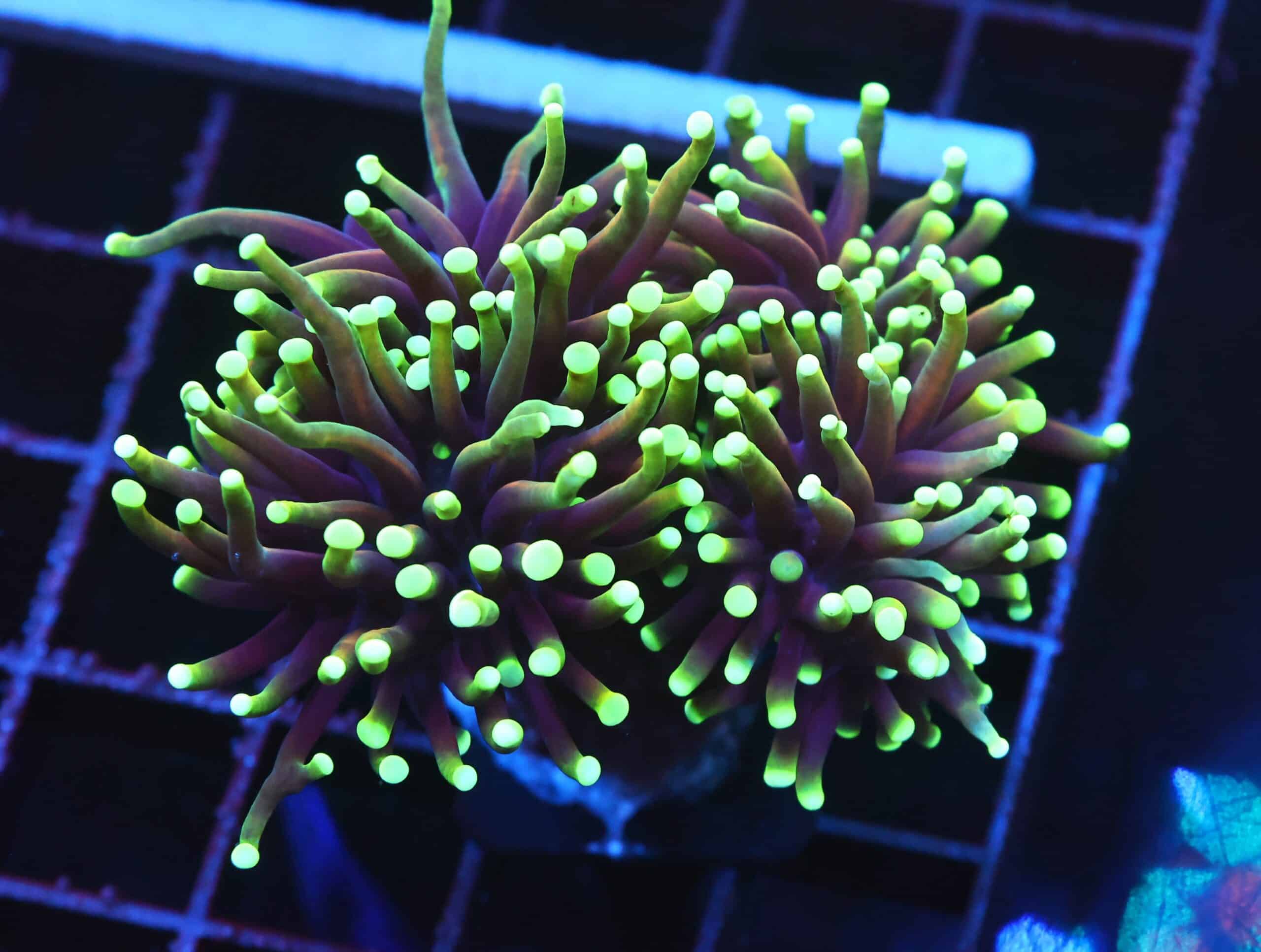 D65 - INDO TORCH DRAGON SOUL 3 HEAD