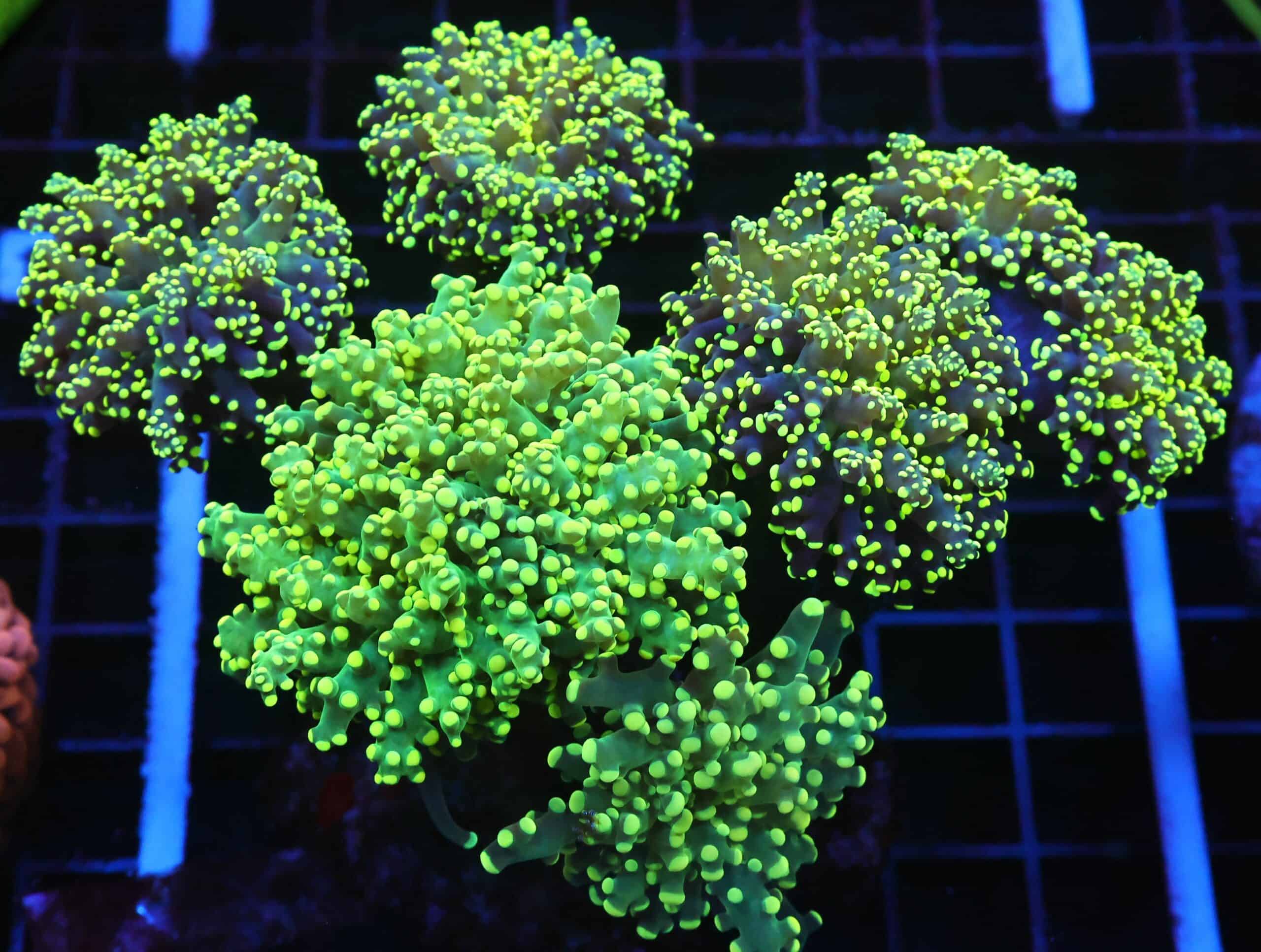 D73 - INDO FROGSPAWN BRANCH LEMON LIME 7 HEAD