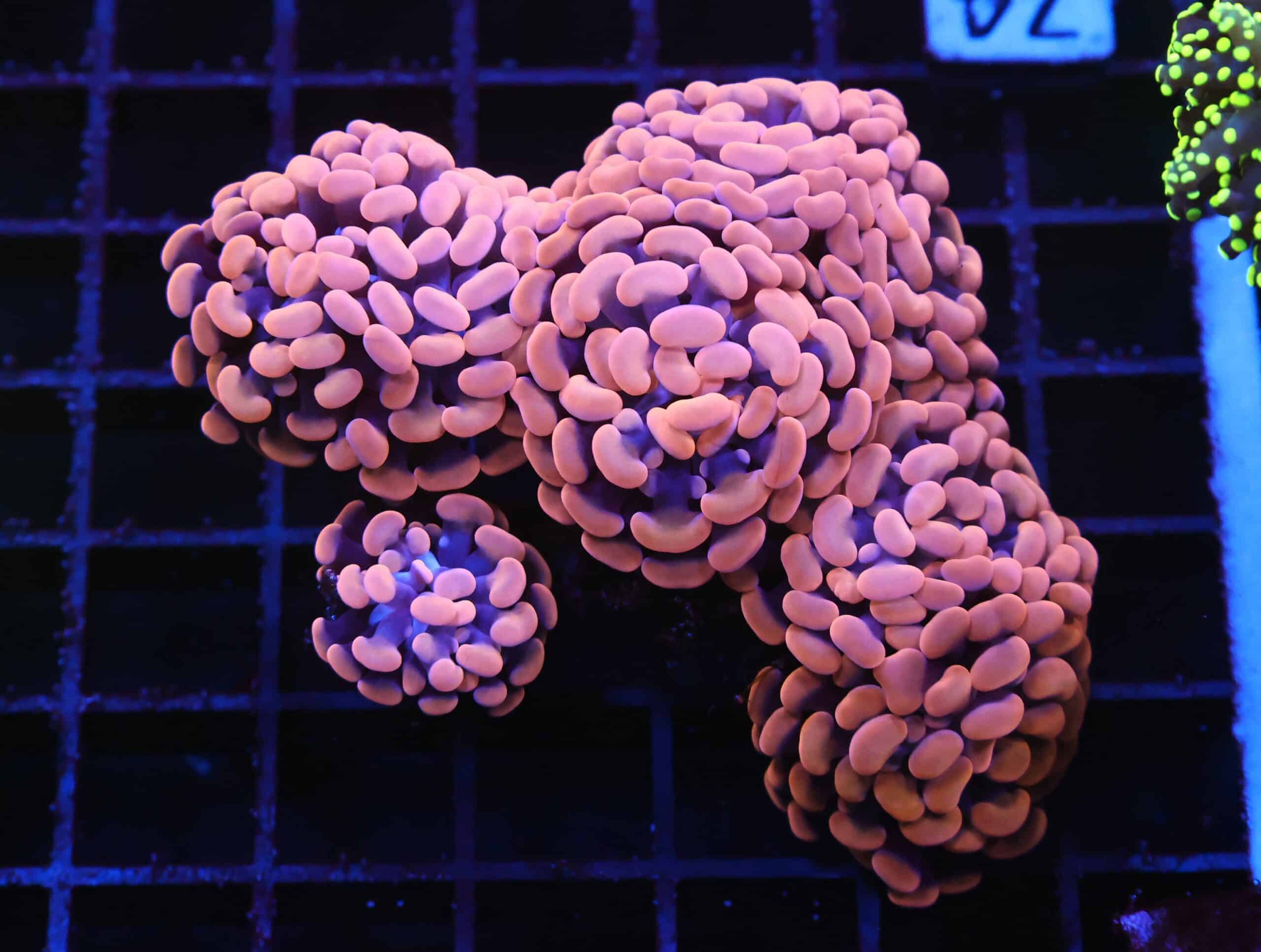 D74 - INDO HAMMER BRANCH ORANGE 5 HEAD