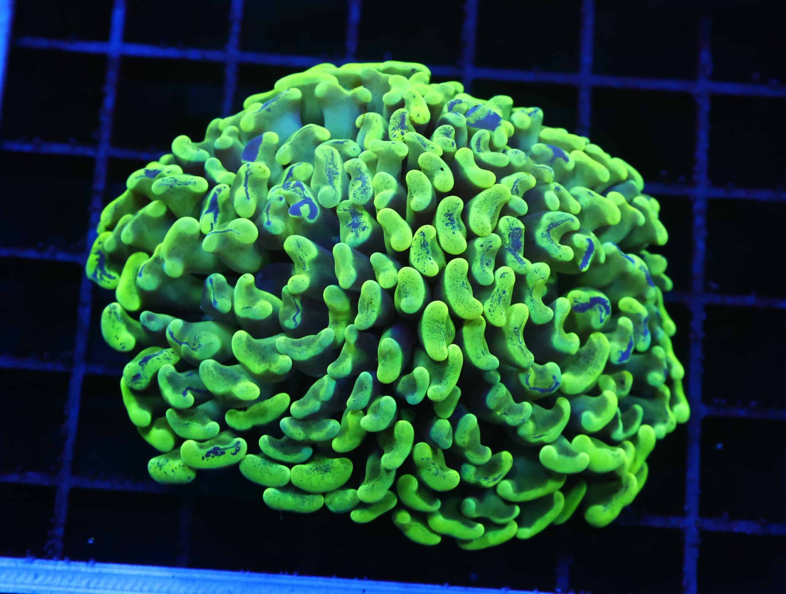 D79 - AUSSIE HAMMER THICK BRANCH BLOTCHY YELLOW 2 HEAD