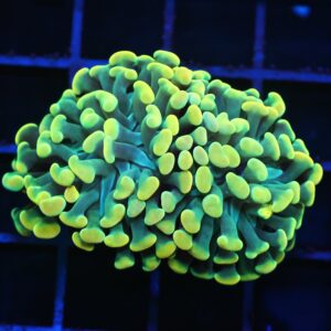 D85 - INDO HAMMER BRANCH GOLD 2 HEAD