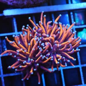 D91 - INDO TORCH GOLD VARIANT 3 HEAD