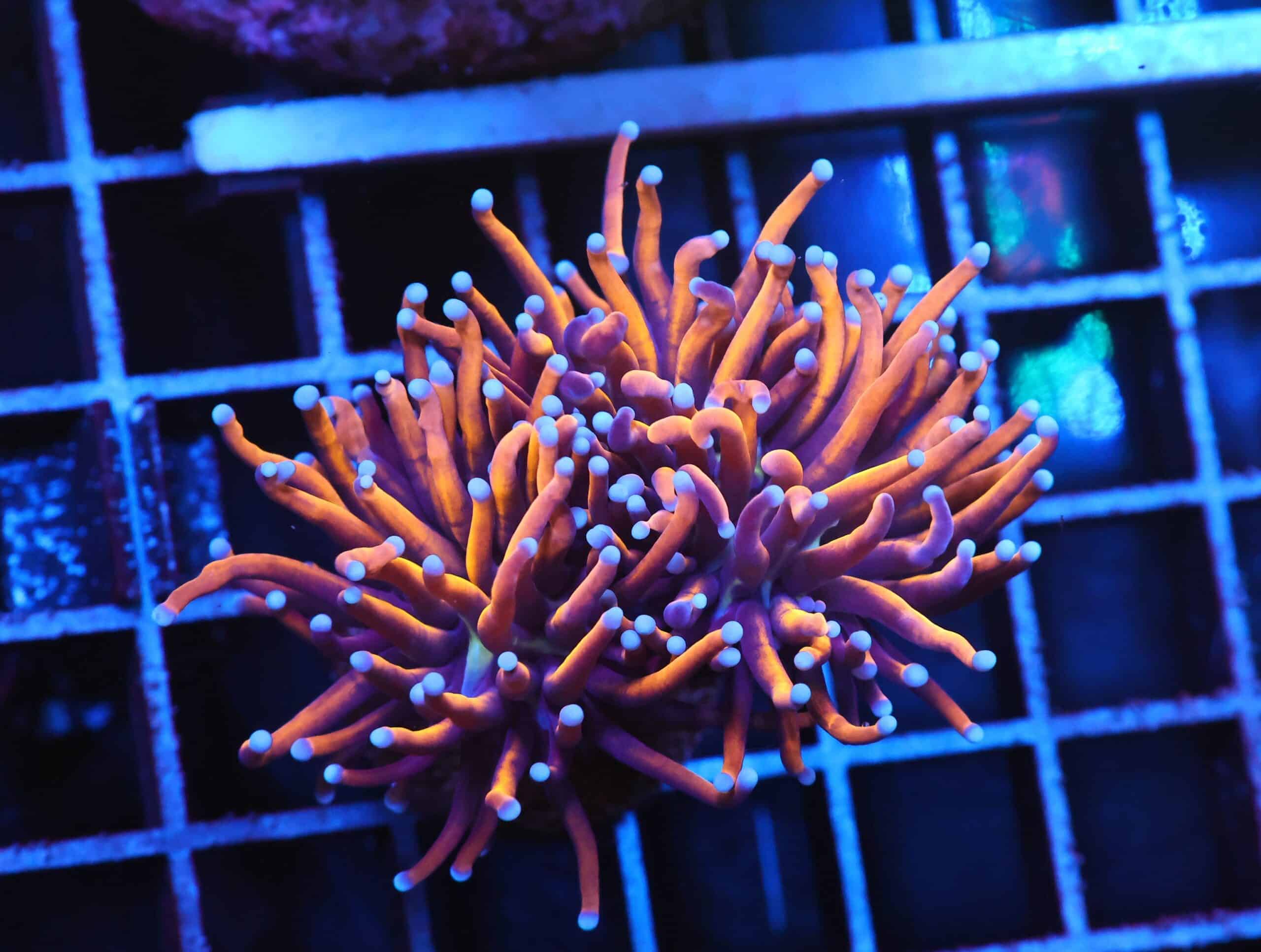 D91 - INDO TORCH GOLD VARIANT 3 HEAD