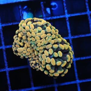 D93 - INDO HAMMER BRANCH GOLD 3 HEAD