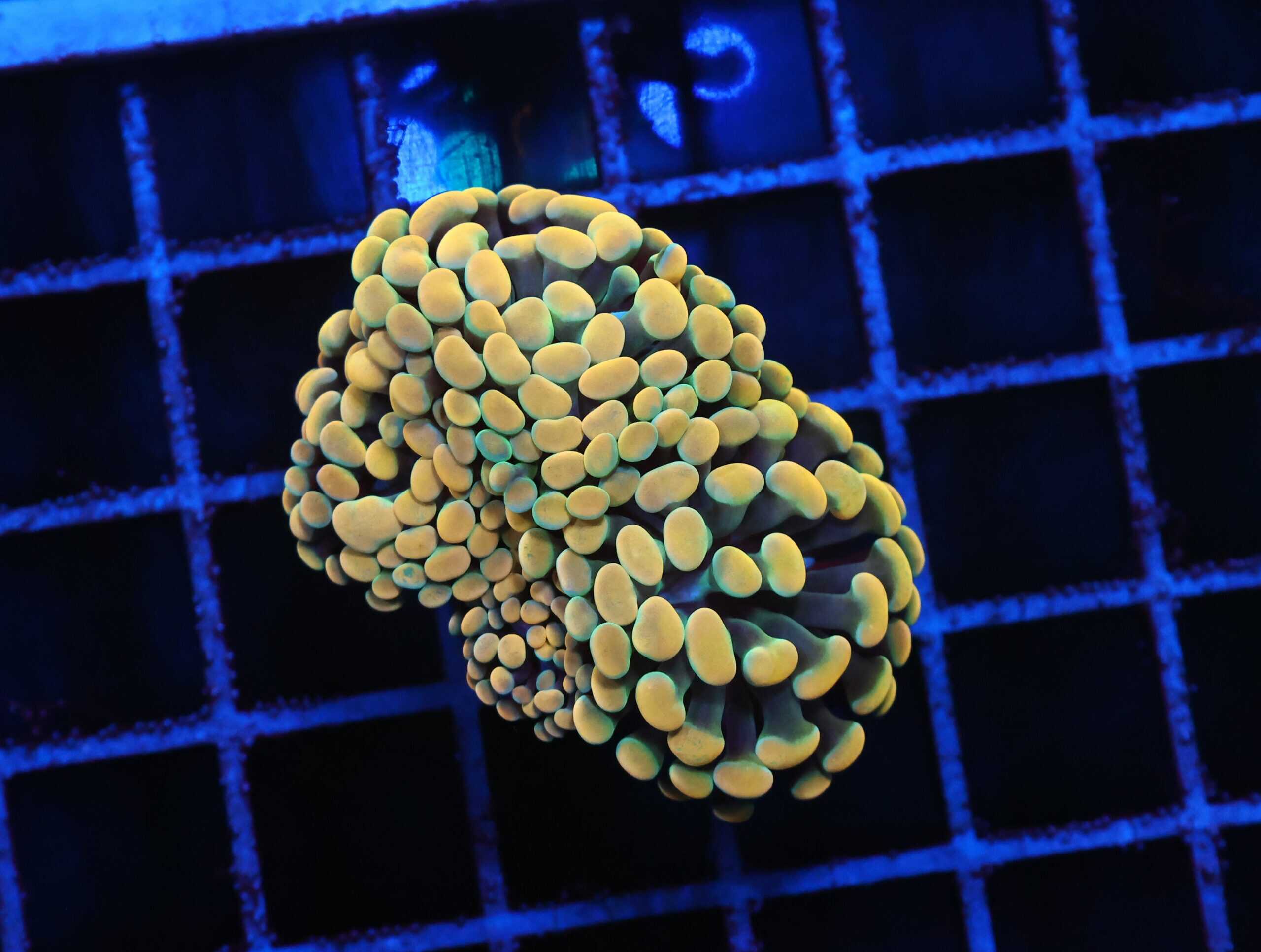 D93 - INDO HAMMER BRANCH GOLD 3 HEAD