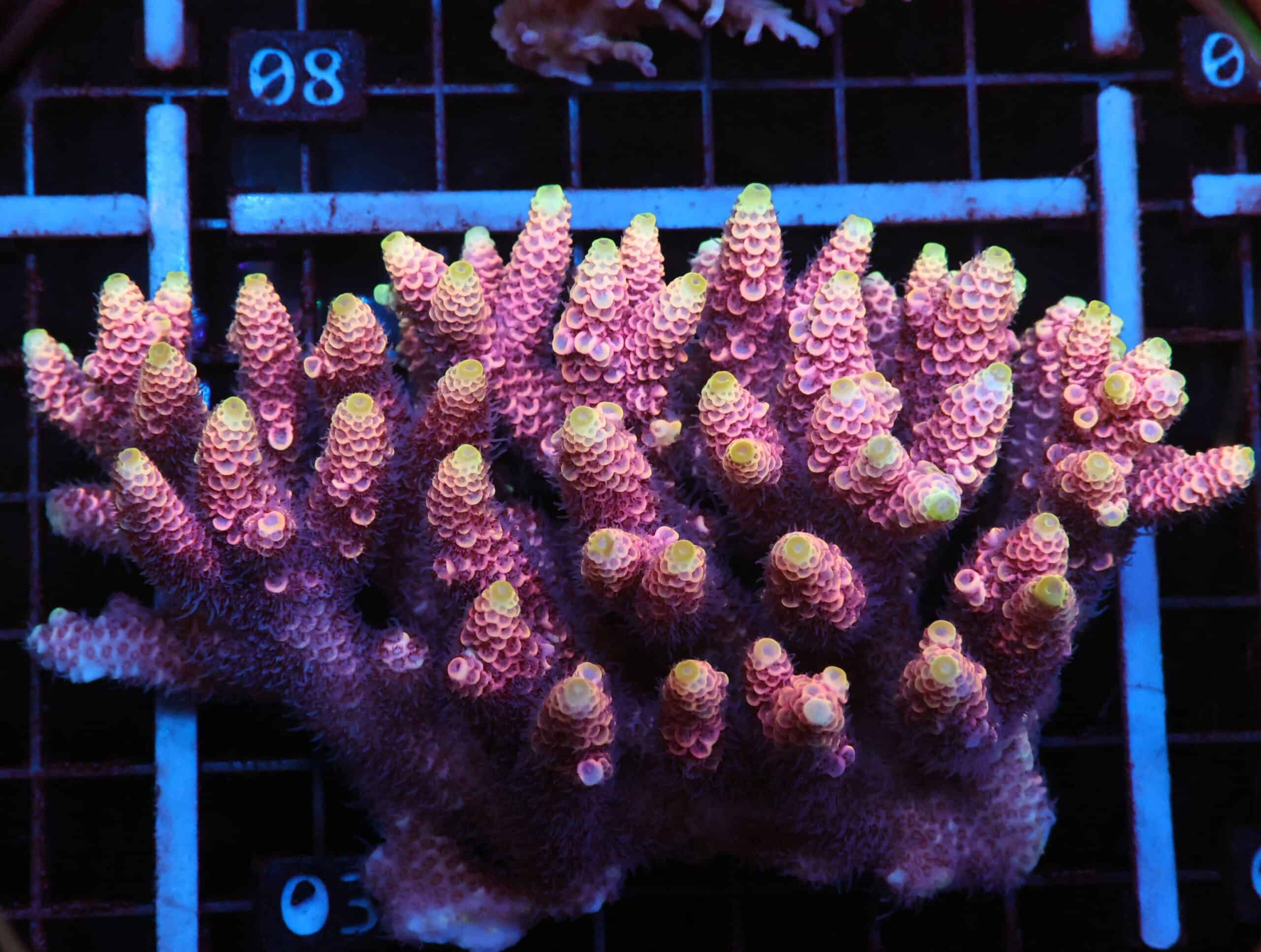 E03 - AUSSIE ACRO HOT PINK MILLE XL