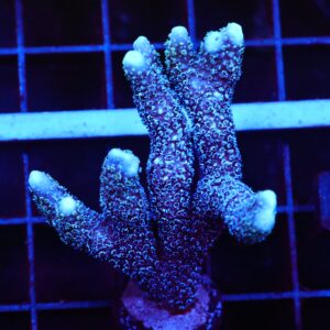 E100 - SDC GERMAN BLUE MONTIPORA DIGI COLONY