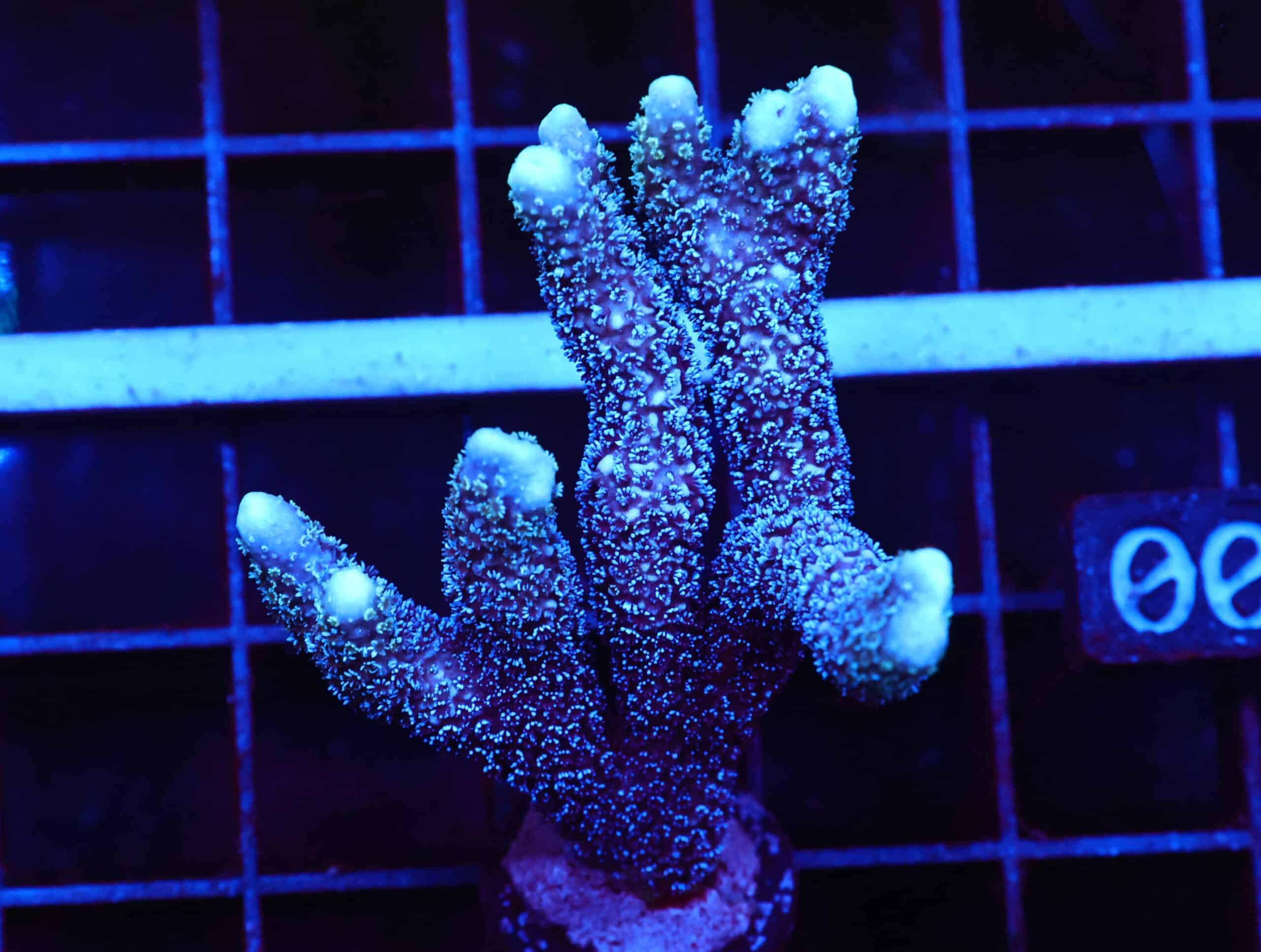 E100 - SDC GERMAN BLUE MONTIPORA DIGI COLONY