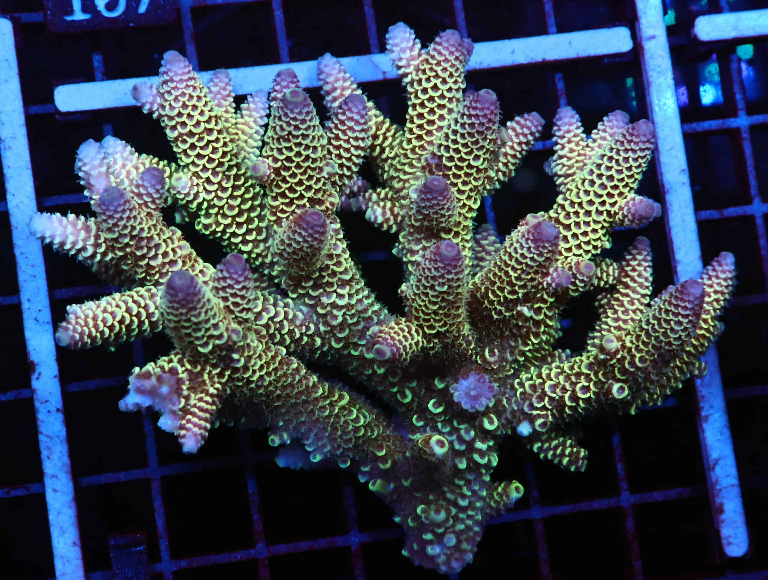 E102 - AUSSIE ACRO RAINBOW DRAGONSCAL XL