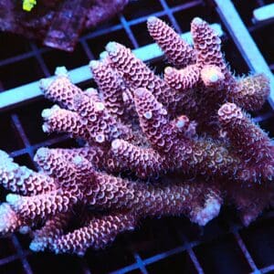 E107 - AUSSIE ACRO PINK MILLE XL