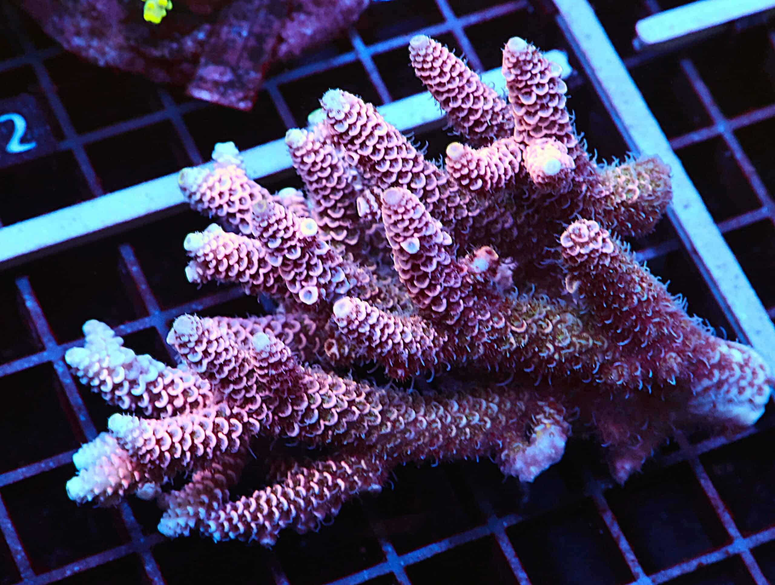 E107 - AUSSIE ACRO PINK MILLE XL