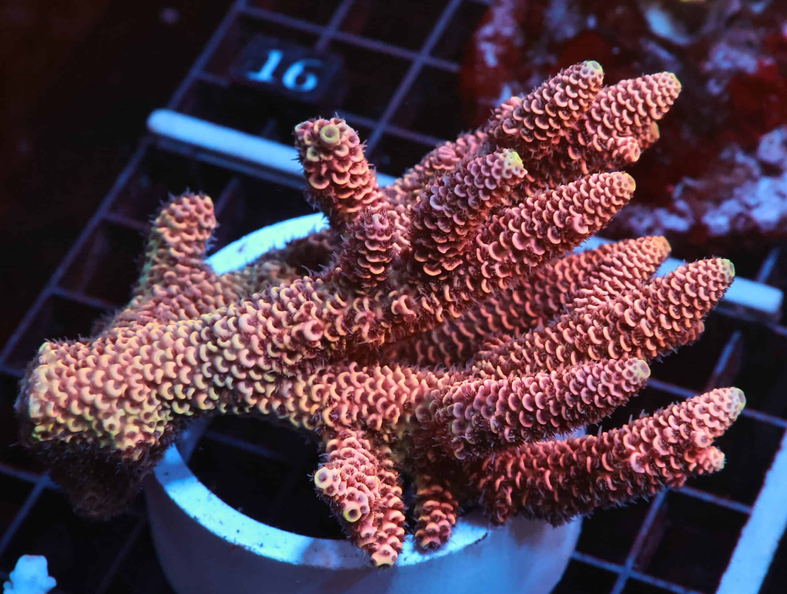 E11 - AUSSIE ACRO DRAGONSCALE LG