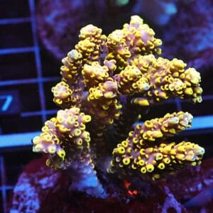 E12 - INDO ACRO PREMIUM CULTURED ML