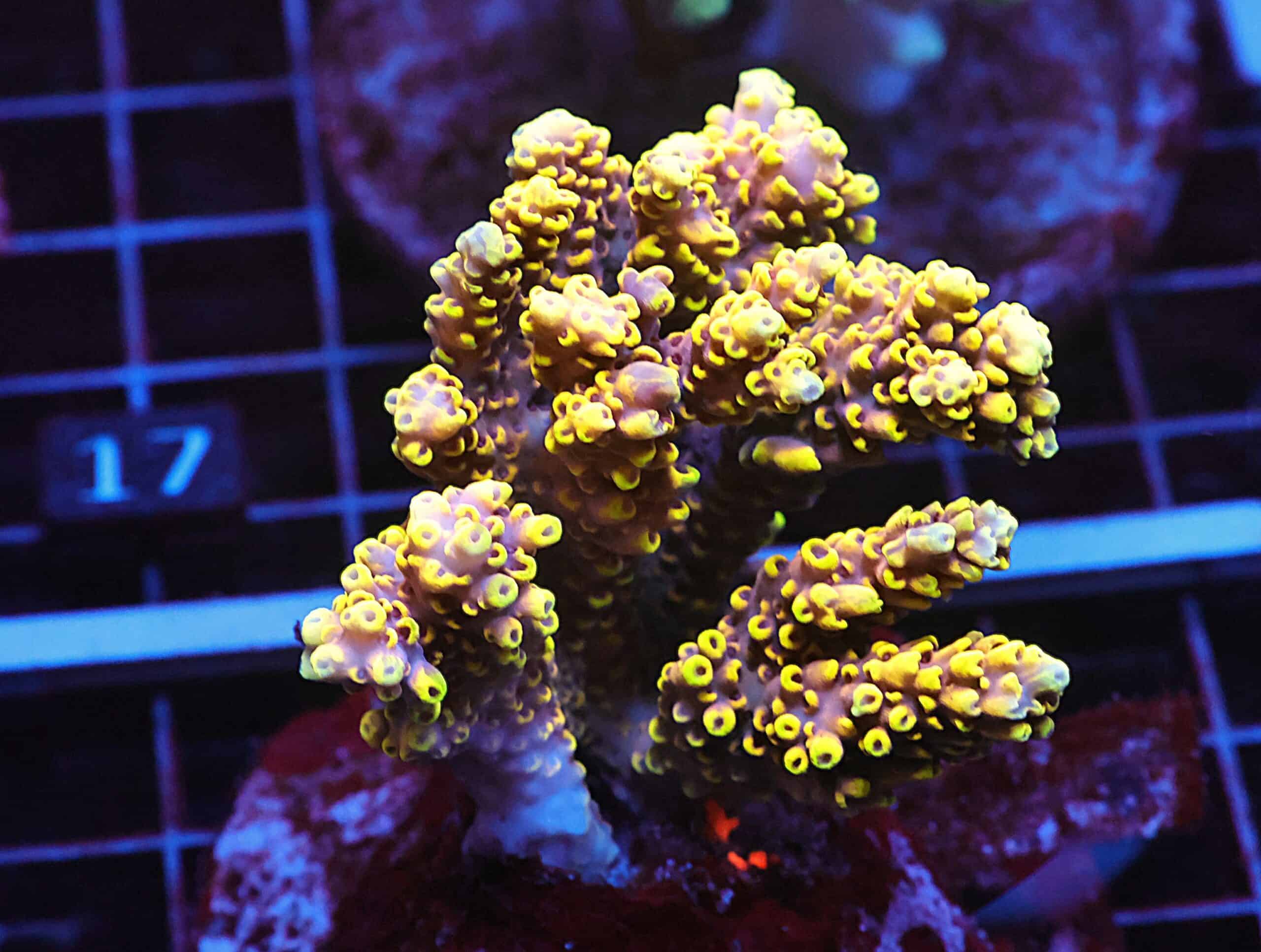 E12 - INDO ACRO PREMIUM CULTURED ML