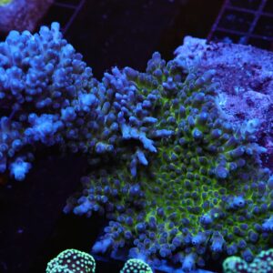 E121 - SDC MIYAGI TORT ACRO COLONY 6-7 IN