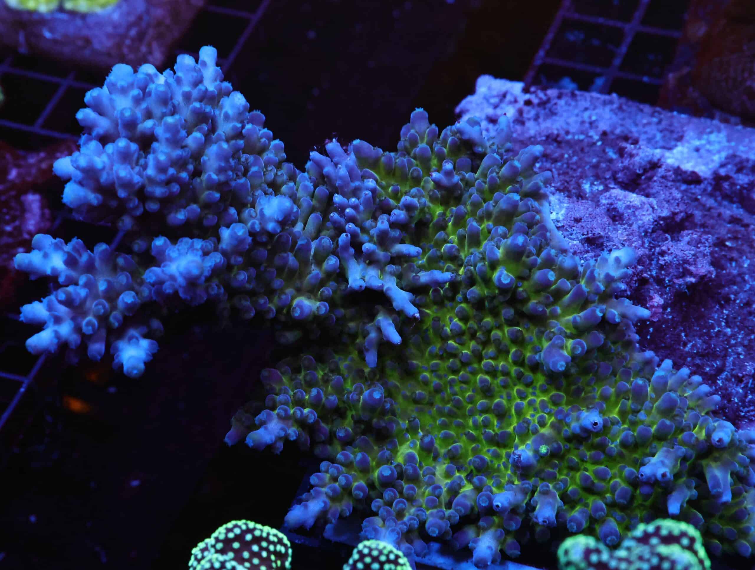 E121 - SDC MIYAGI TORT ACRO COLONY 6-7 IN