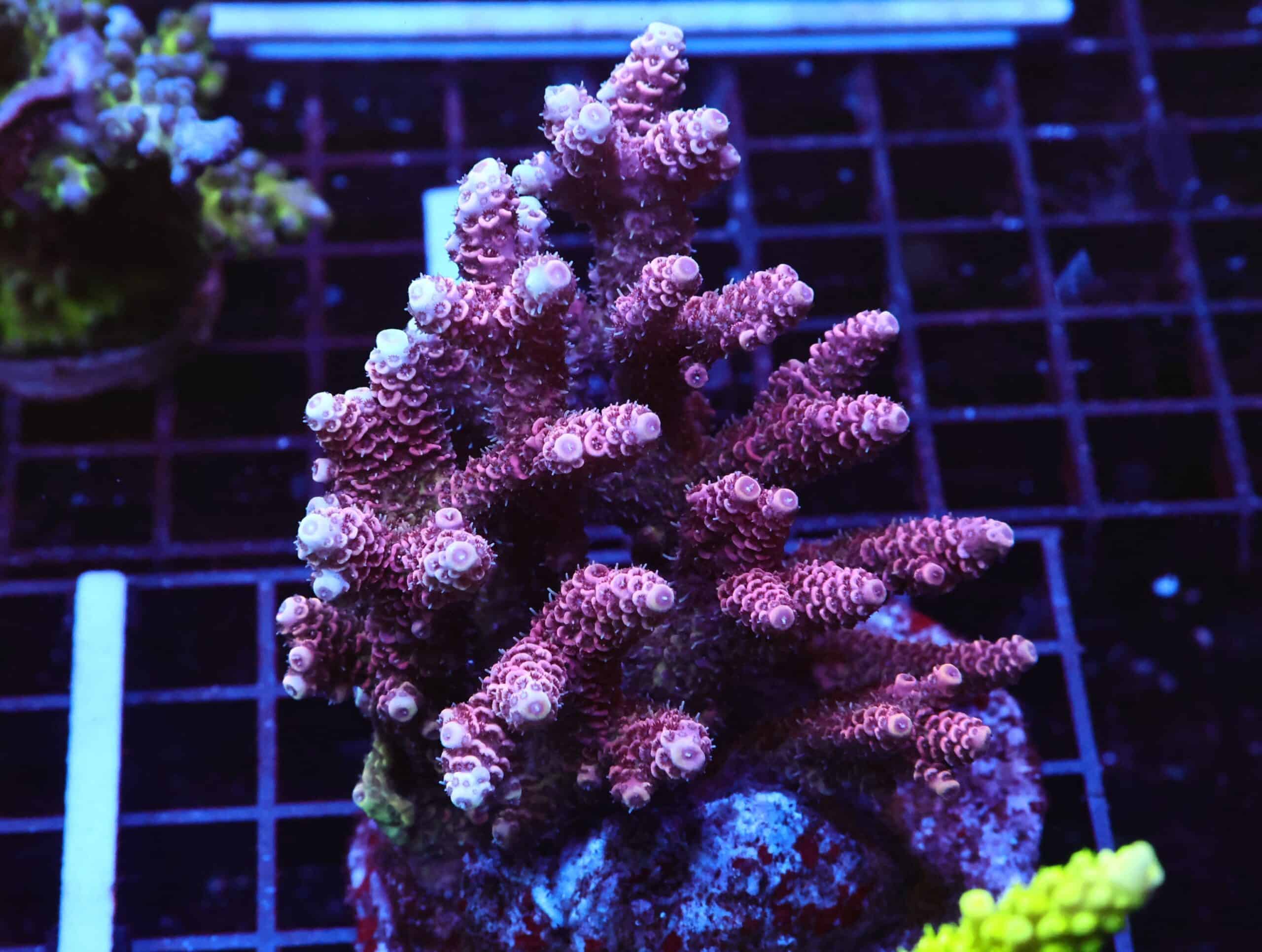 E125 - INDO ACRO HOT PINK MILLE CULTURED LG