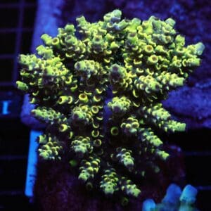 E126 - INDO ACRO YELLOW TENUIS CULTURED LG