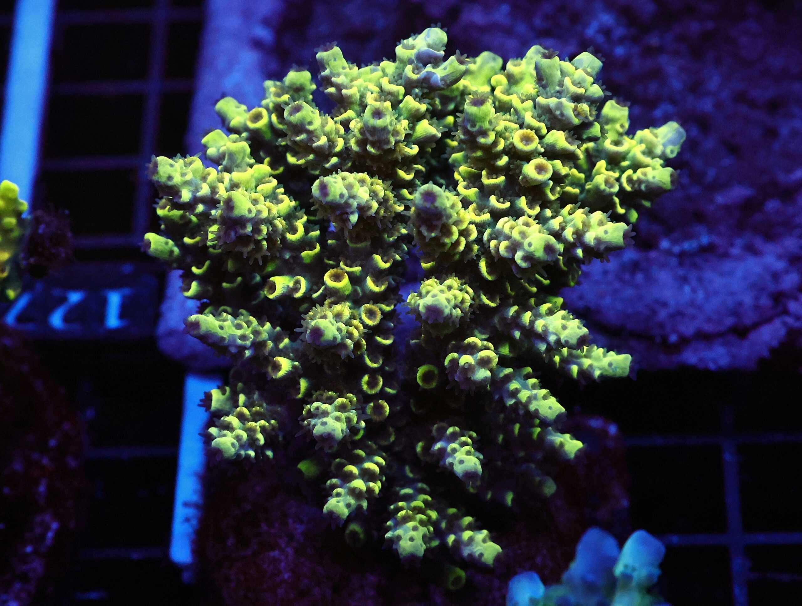 E126 - INDO ACRO YELLOW TENUIS CULTURED LG