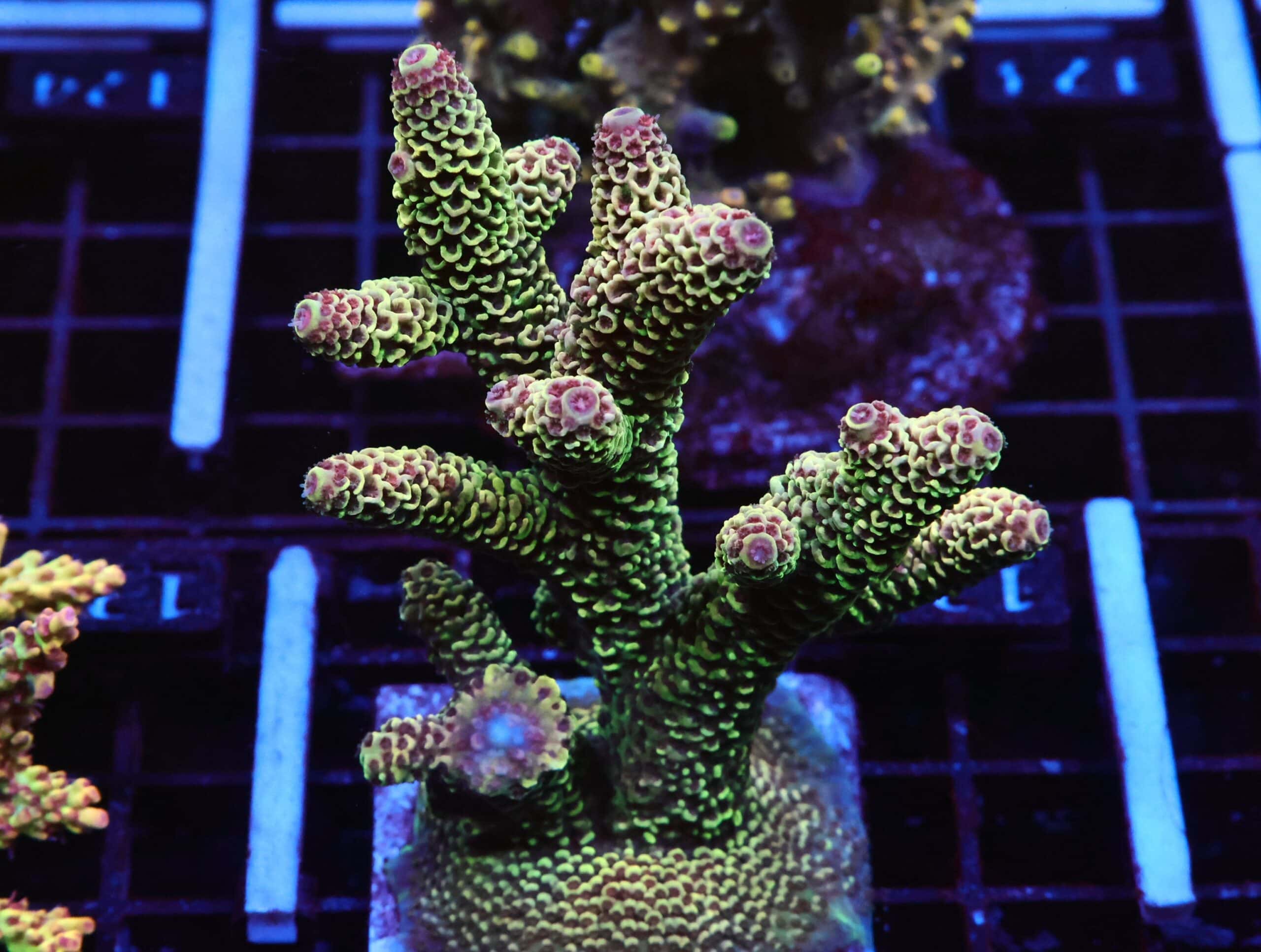 E129 - SDC ACRO PREMIUM DRAGONSCALE COLONY CULTURED