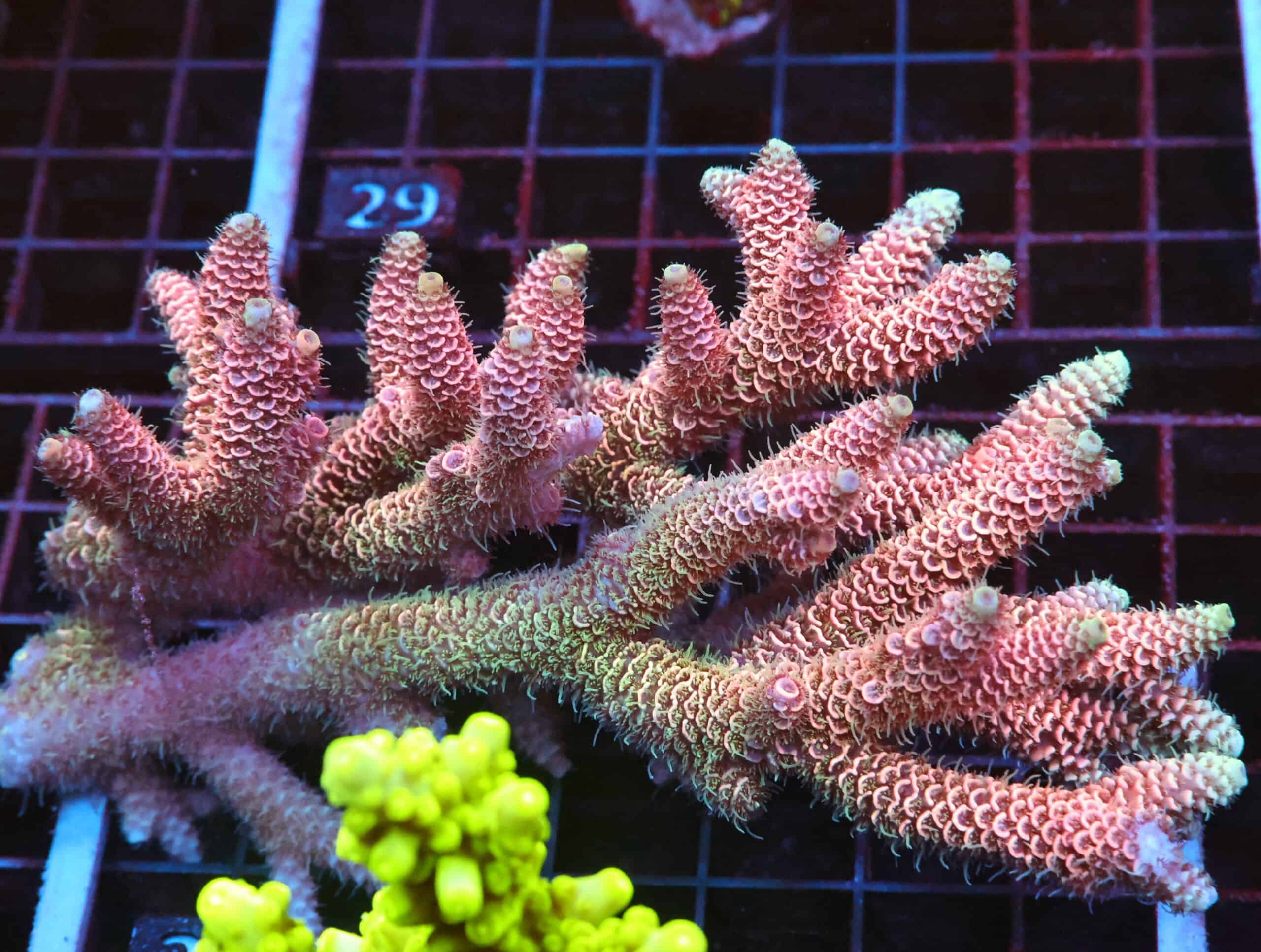 E24 - AUSSIE ACRO HOT PINK MILLE XXL