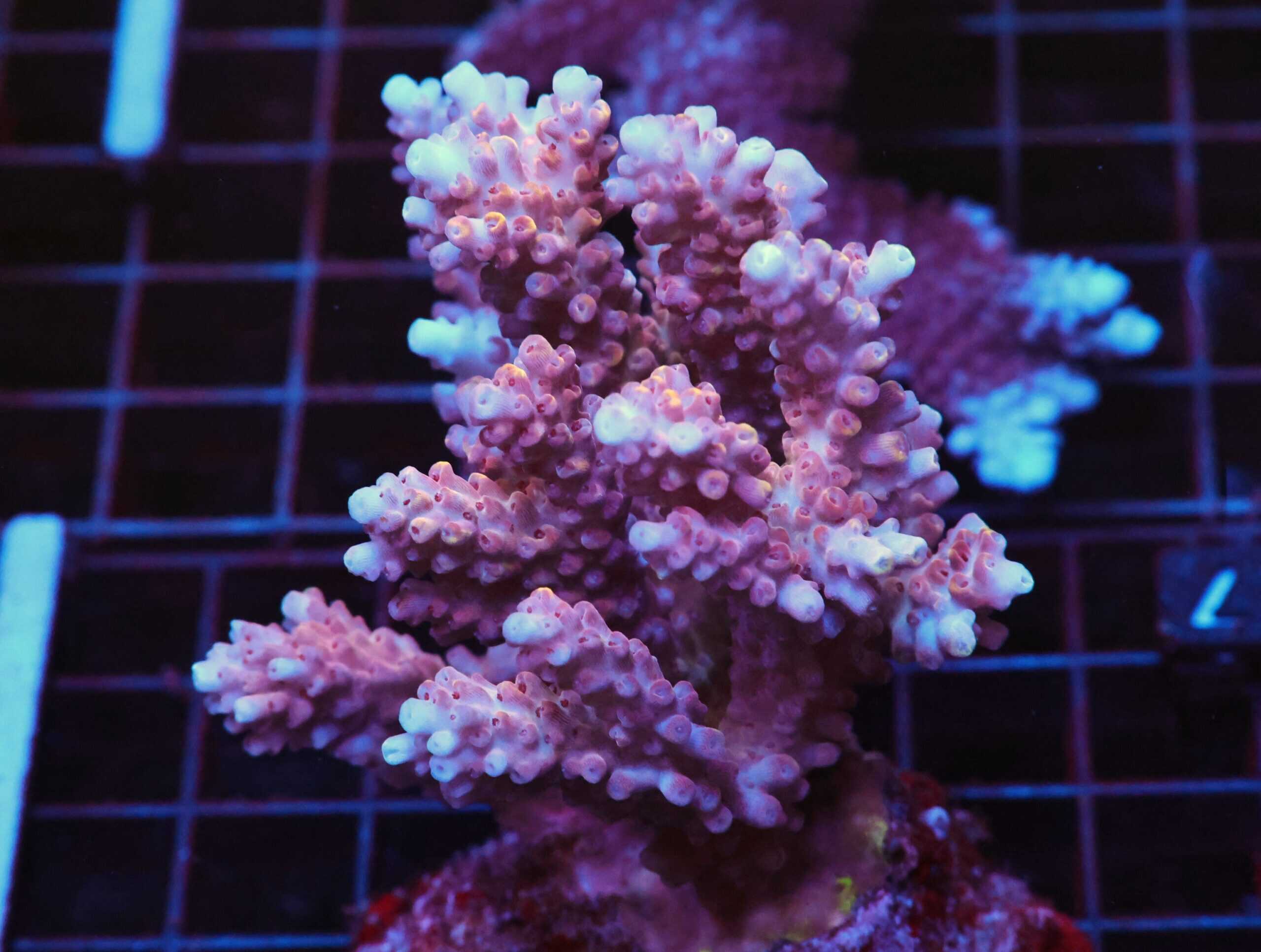 E27 - INDO ACRO CULTURED LG