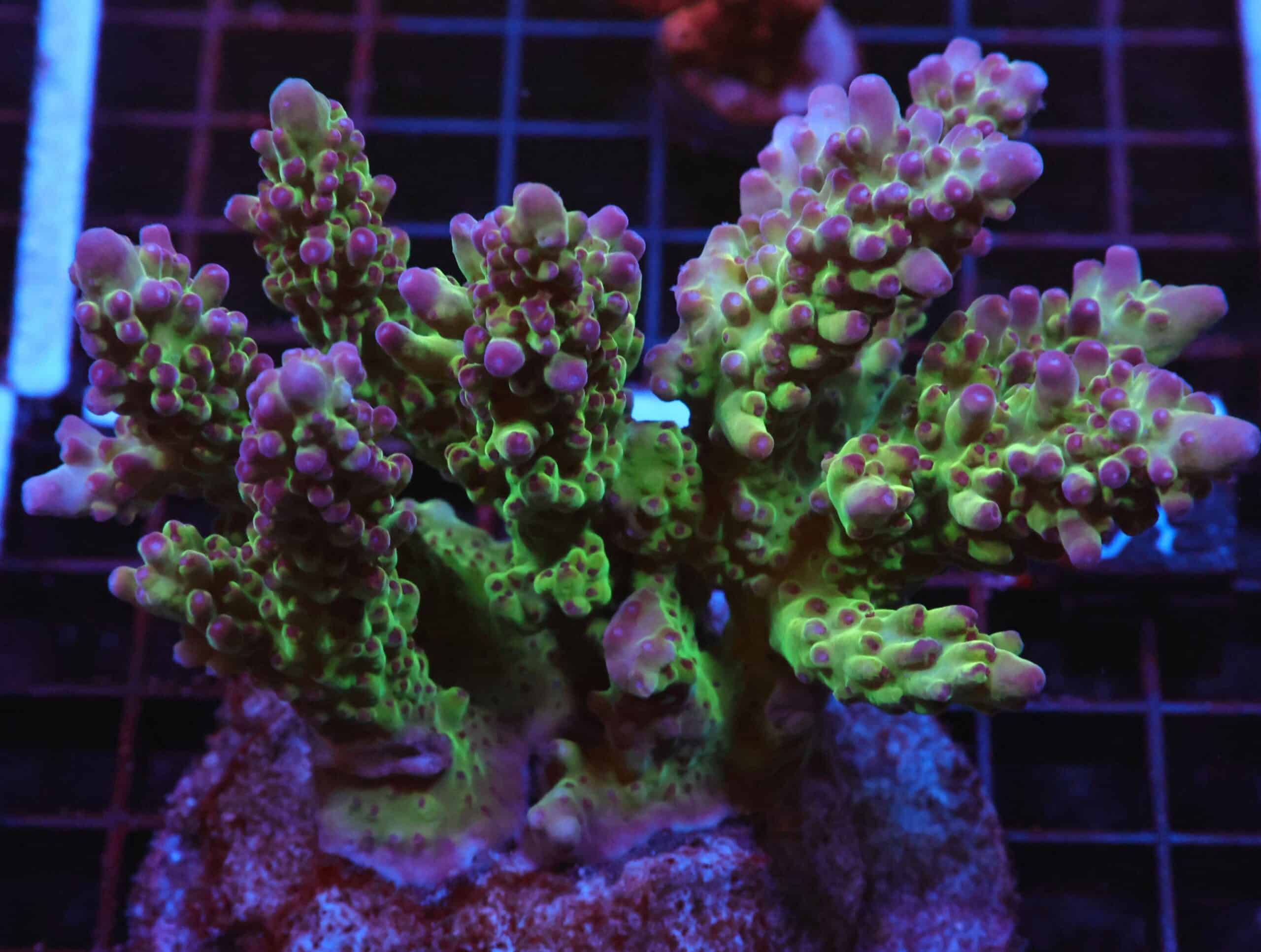 E34 - INDO ACRO PREMIUM CULTURED LG