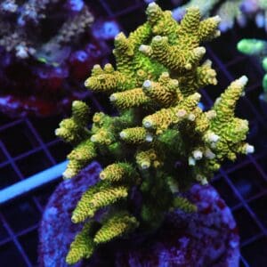 E42 - INDO ACRO SUNRISE MILLE CULTURED XL