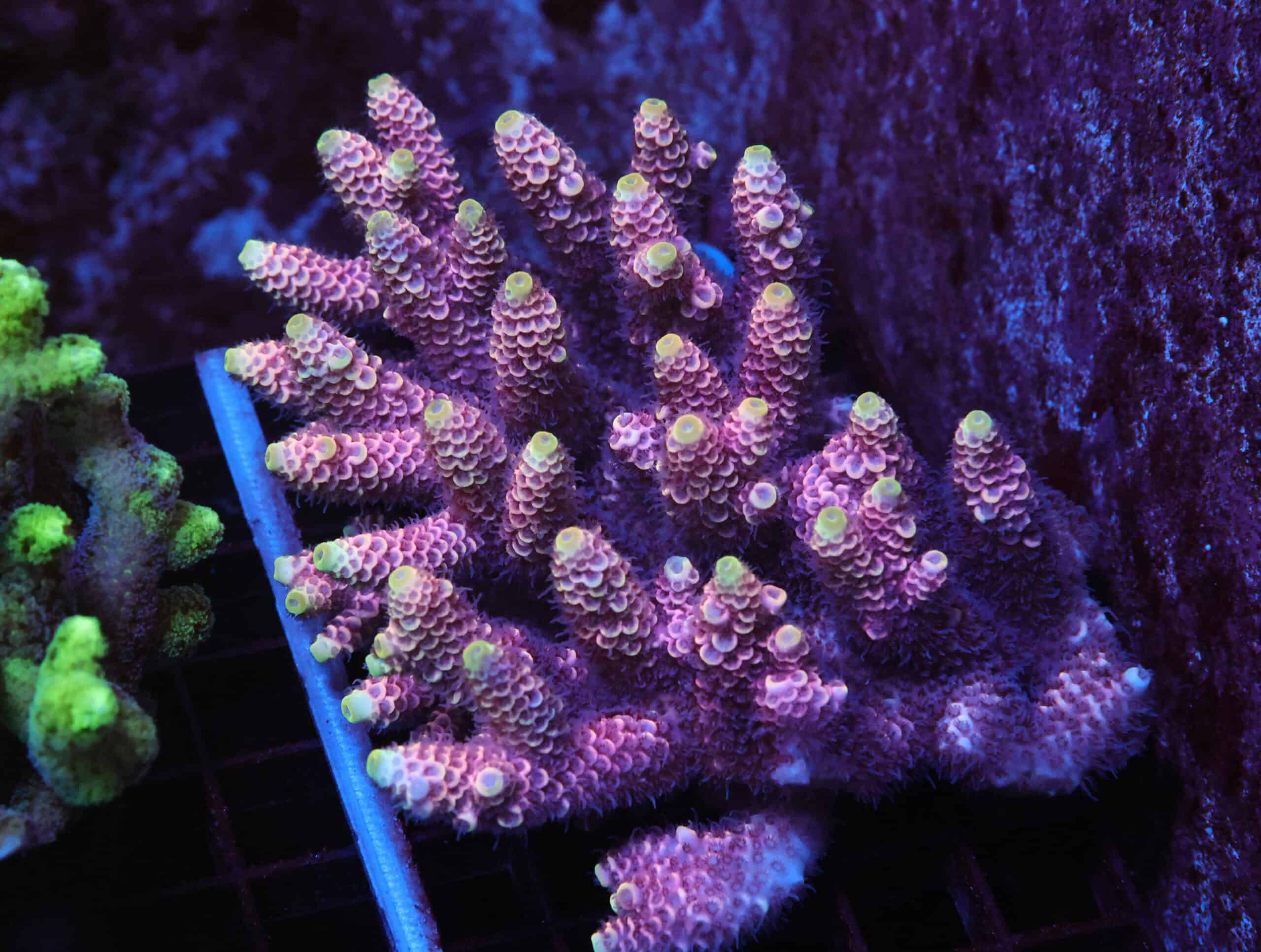 E46 - AUSSIE ACRO HOT PINK MILLE XL