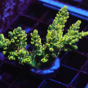 E49 - INDO ACRO PREMIUM CULTURED