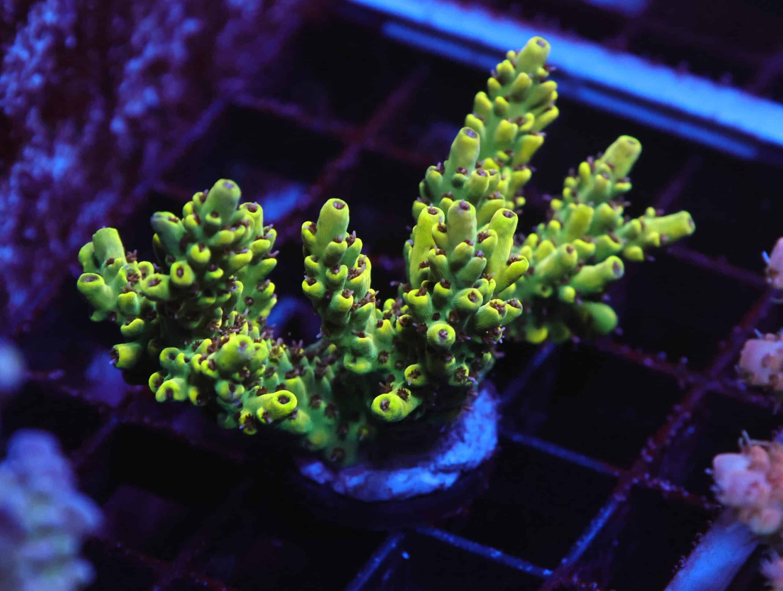 E49 - INDO ACRO PREMIUM CULTURED