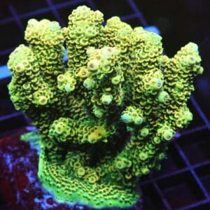 E65 - INDO ACRO SUNRISE MILLE CULTURED LG