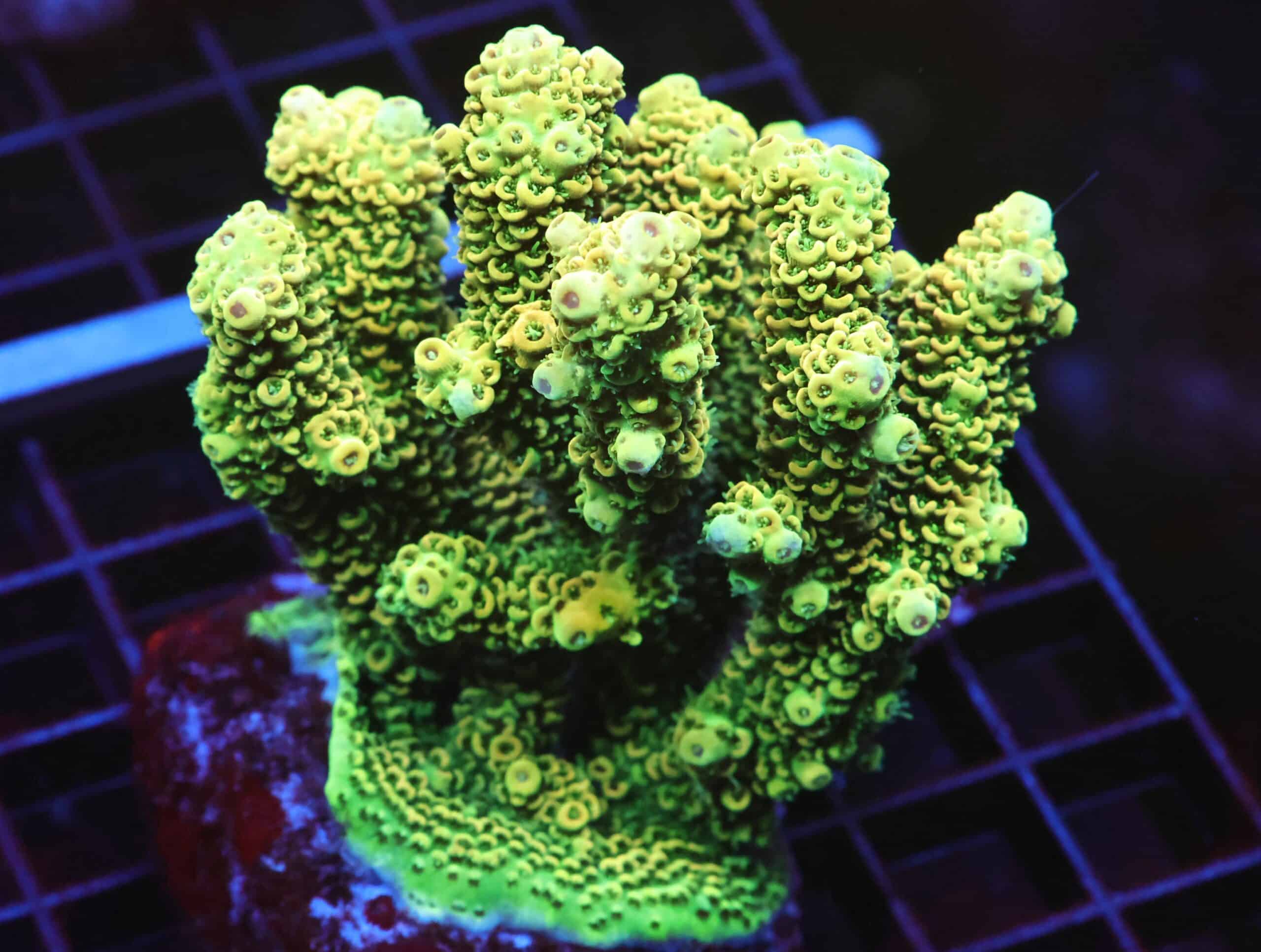 E65 - INDO ACRO SUNRISE MILLE CULTURED LG