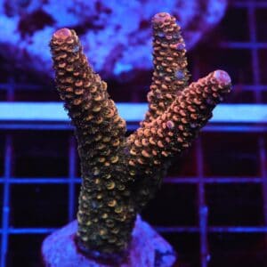 E66 - SDC INTERSTELLAR STAG ACRO CULTURED