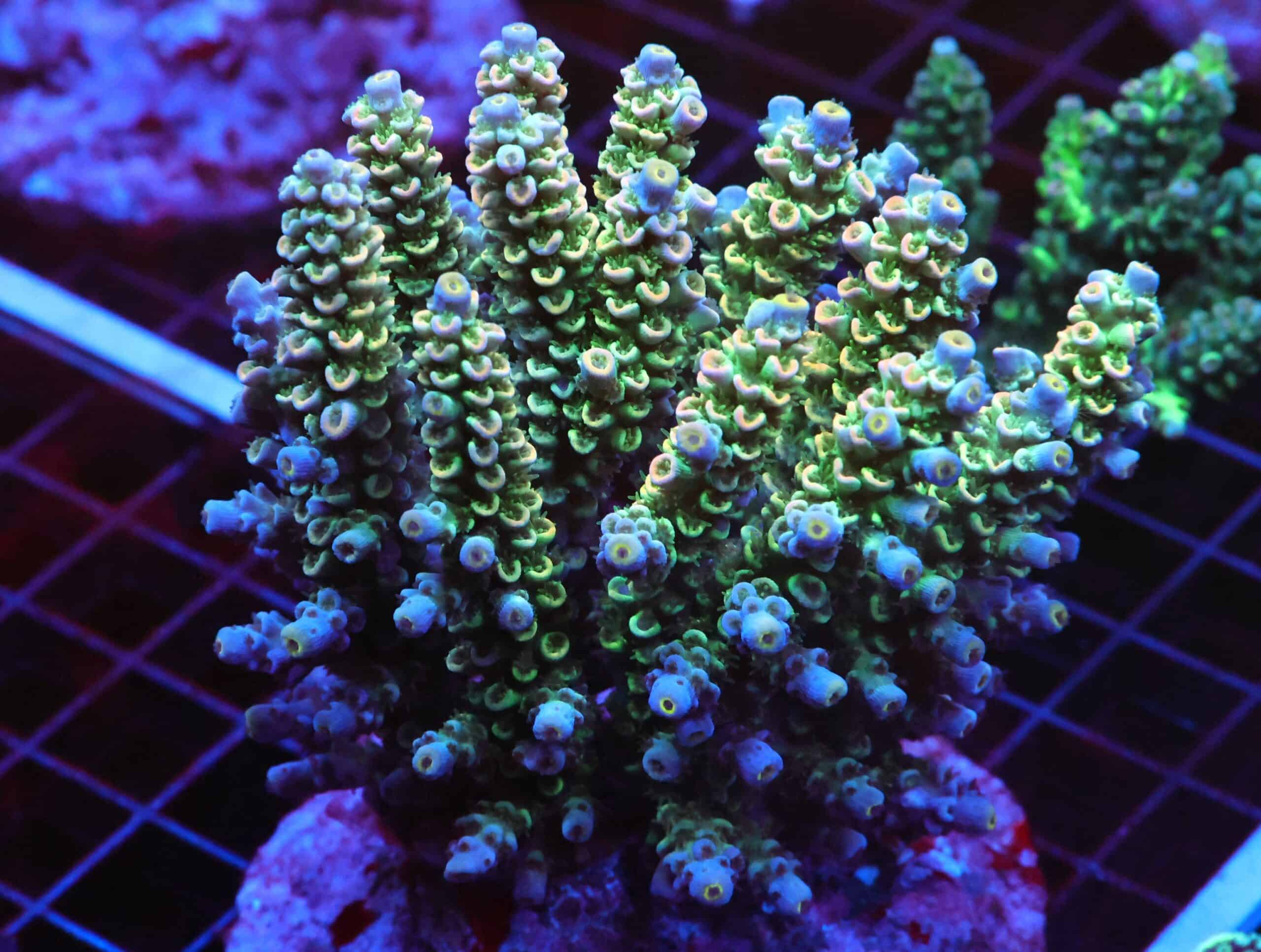 E67 - INDO ACRO RAINBOW TENUIS CULTURED XL