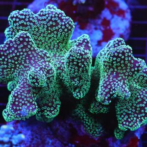 E68 - INDO STYLOPHORA MIDNIGHT FOREST CULTURED ML