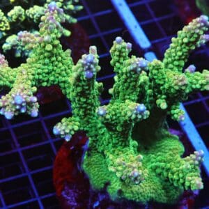 E69 - INDO ACRO PREMIUM CULTURED XL