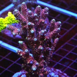 E71 - INDO ACRO HOT PREMIUM MILLE CULTURED LG