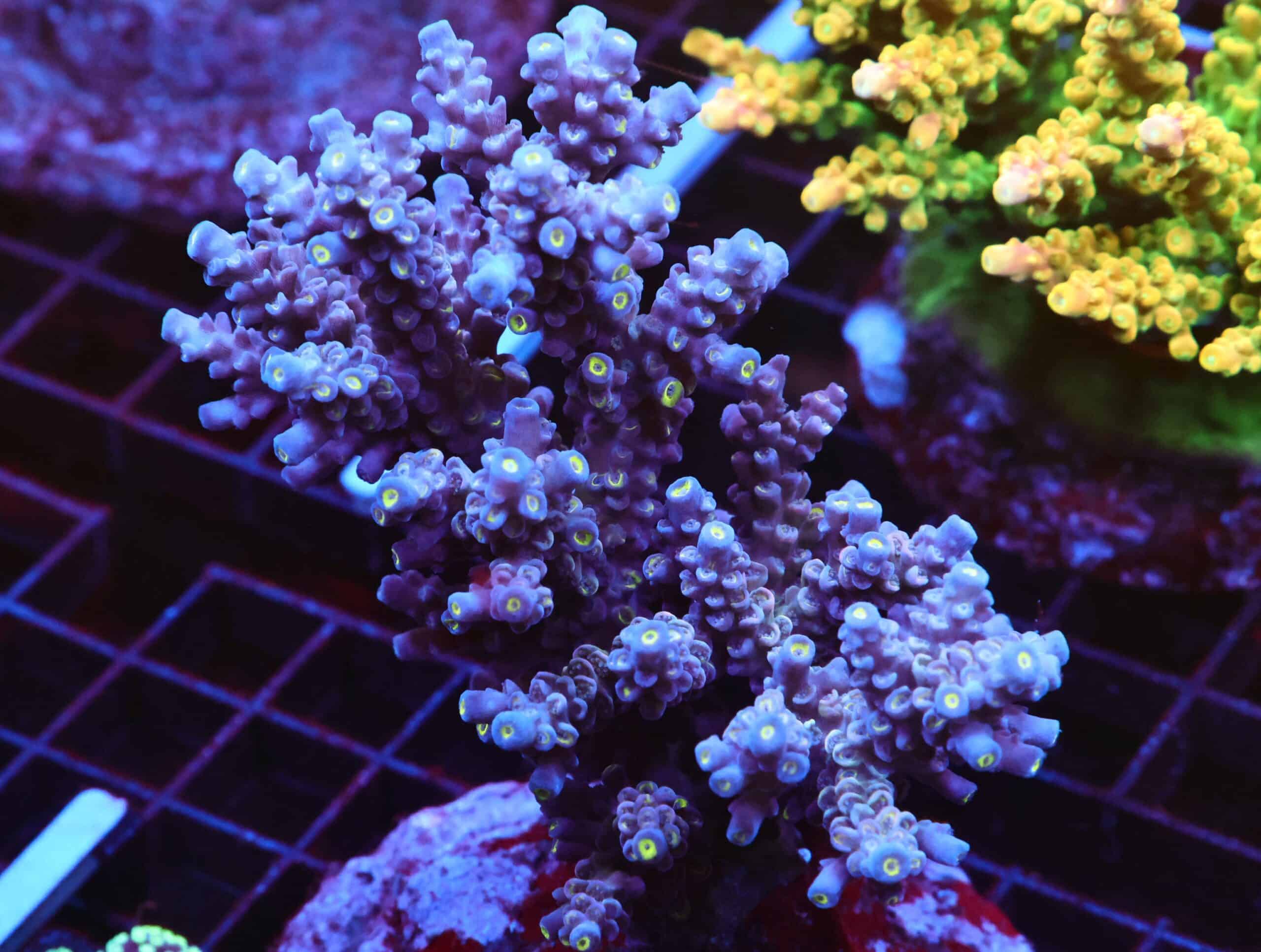 E73 - INDO ACRO PREMIUM TENUIS CULTURED XL