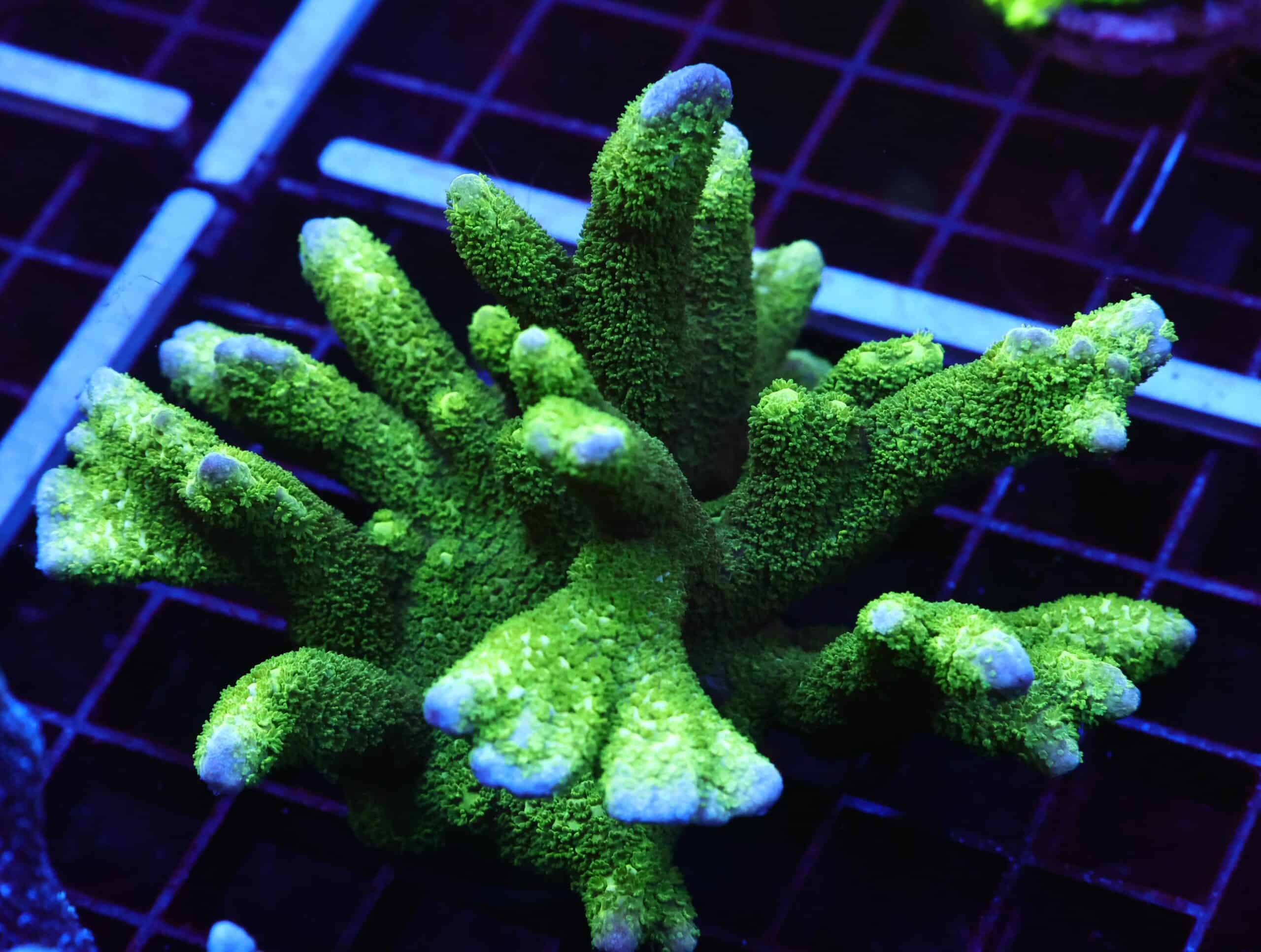 E81 - SDC BLACK FOREST MONTIPORA DIGI COLONY